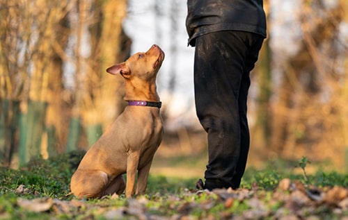 addestramento cane adolescente