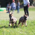 puppy class al parco nord | PlayDog asd Addestramento cani Milano