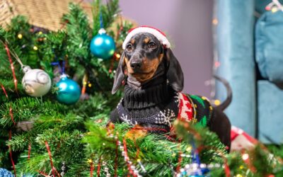 Come proteggere l’albero di Natale dal tuo animale curioso: consigli pratici