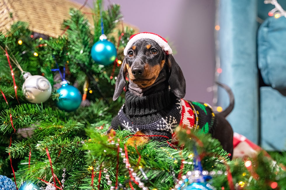 Come proteggere l’albero di Natale dal tuo animale curioso: consigli pratici