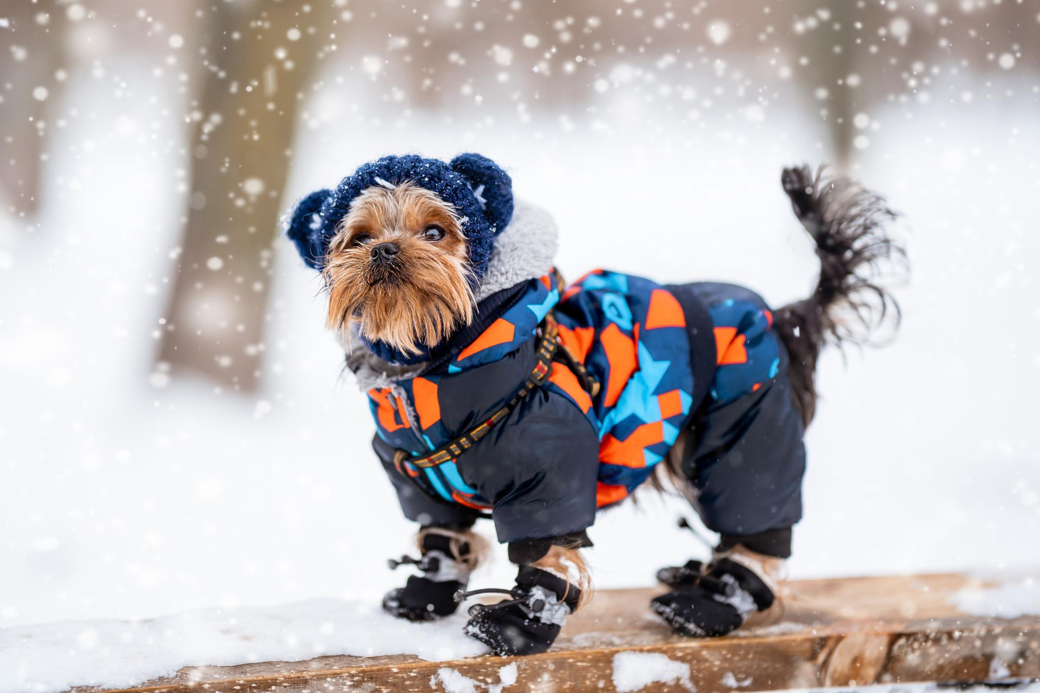 Cani passeggiata nella neve PlayDog