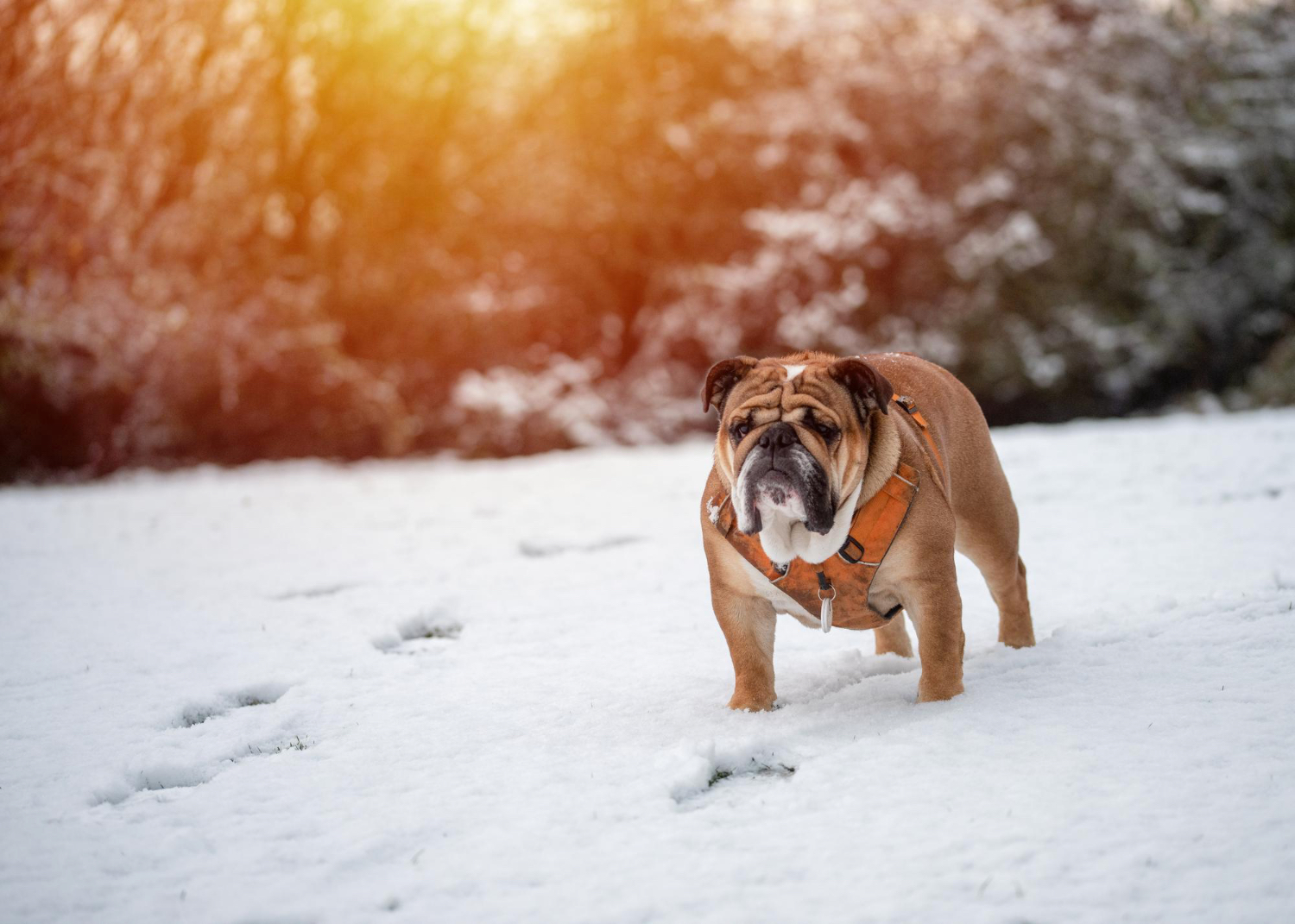 Cani passeggiata nella neve PlayDog