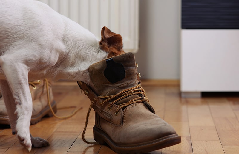 caccia al tesoro cane