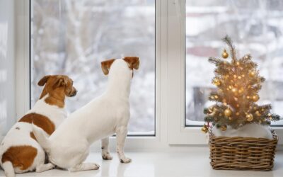 Neve, cani e passeggiate: una guida divertente e utile!