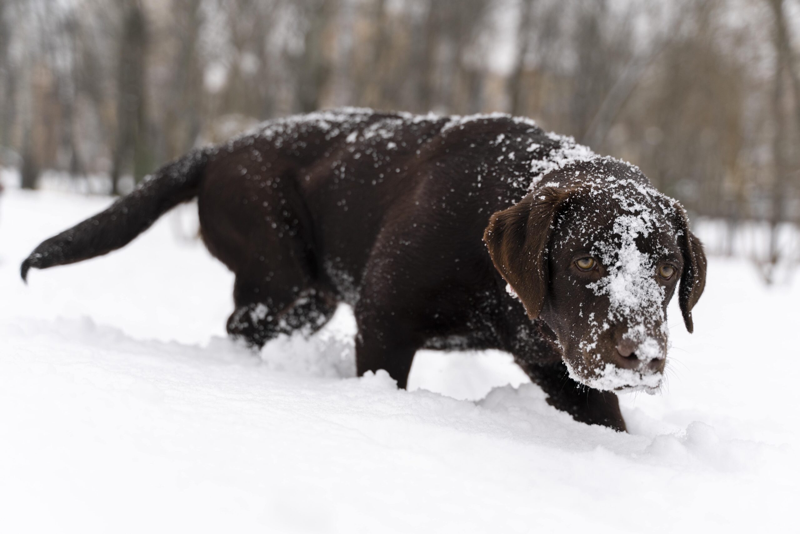 Cani passeggiata nella neve PlayDog