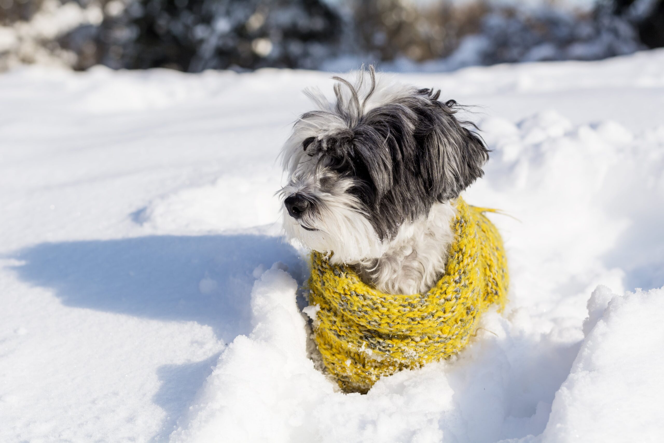 Cani passeggiata nella neve PlayDog