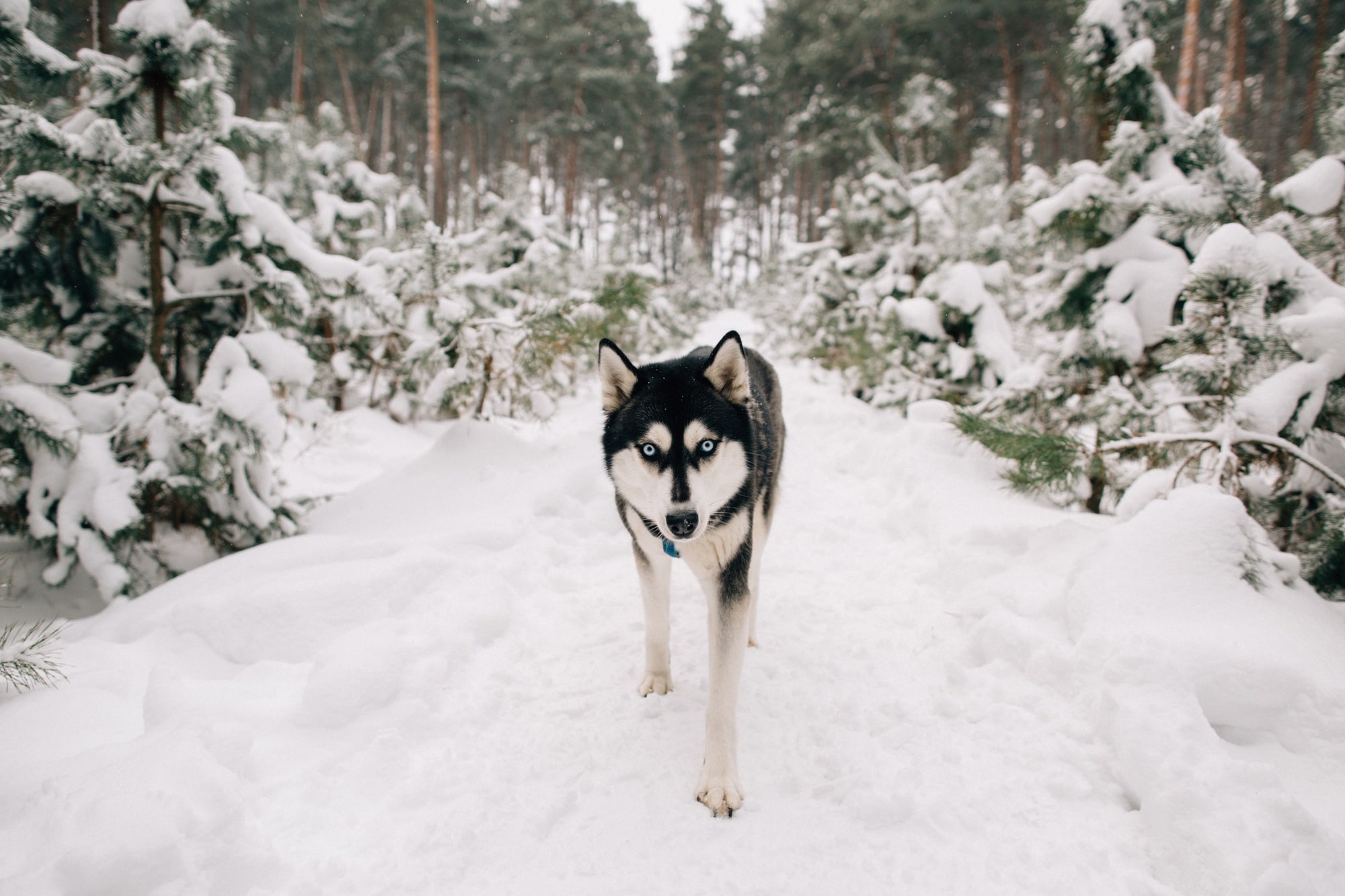 Cani passeggiata nella neve PlayDog