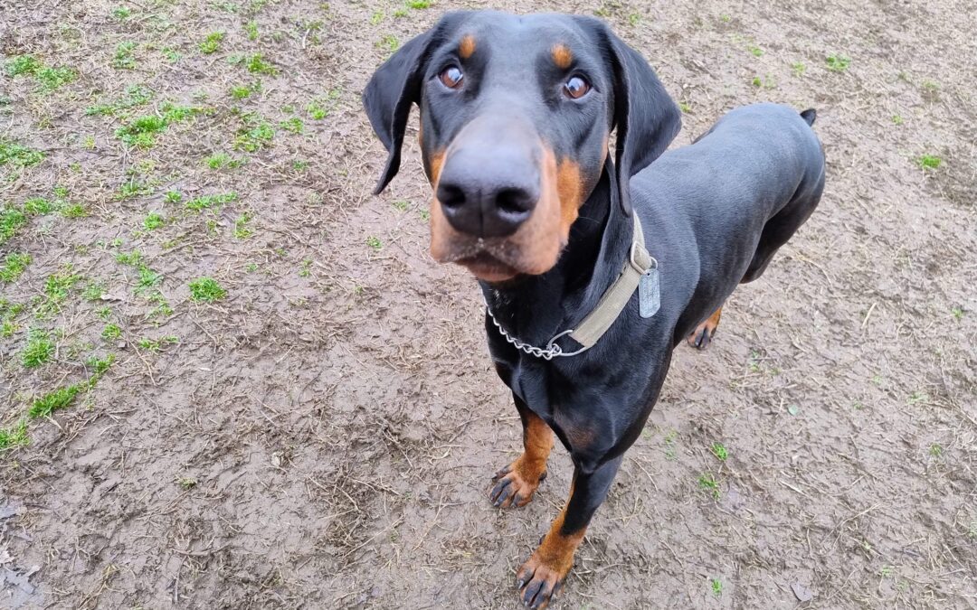 cane razza dobermann PlayDog