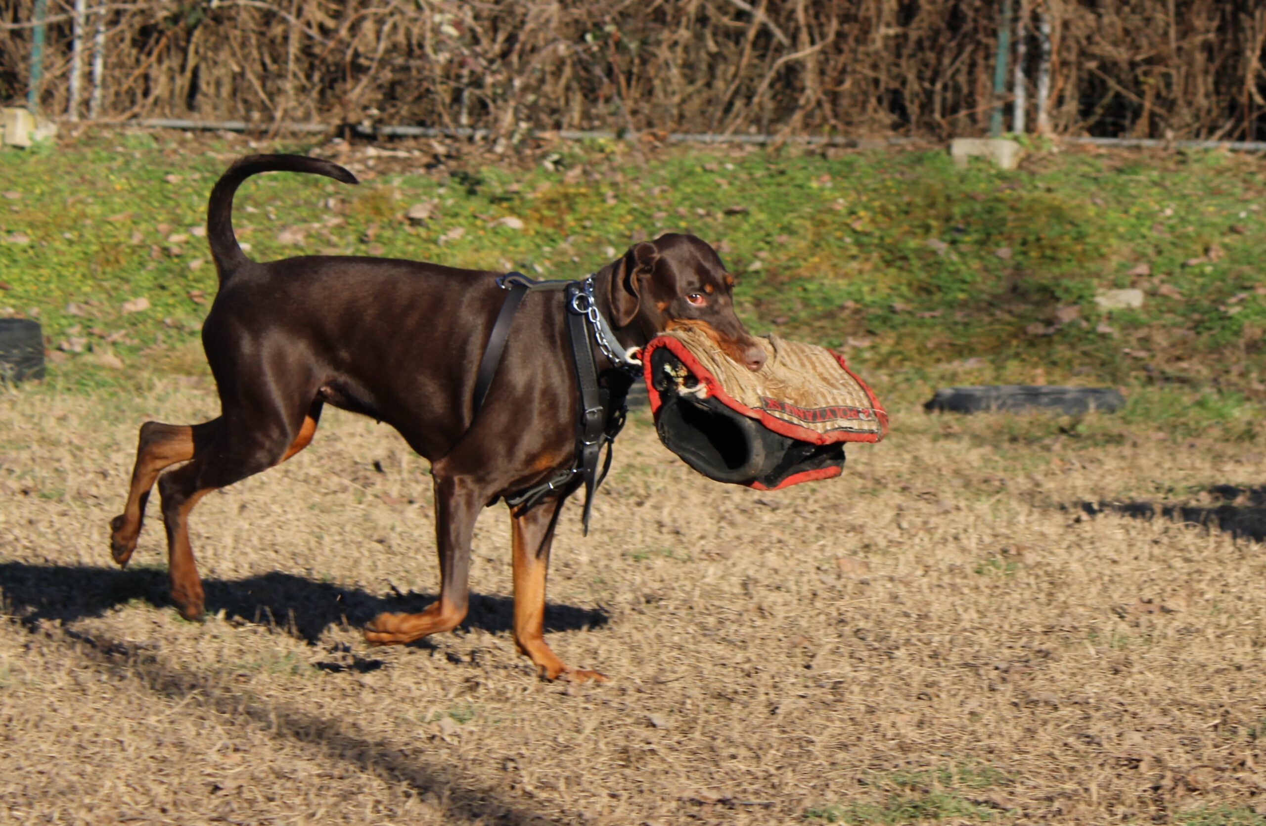 cane razza dobermann PlayDog