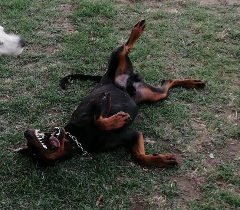 cane razza dobermann PlayDog