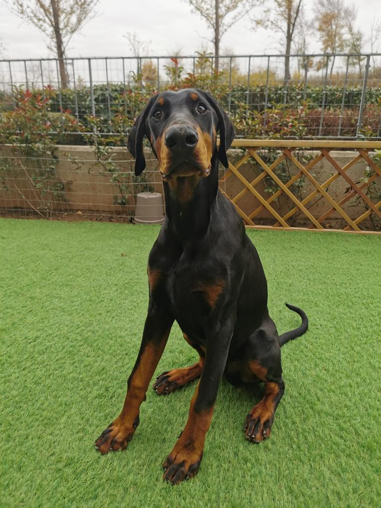 cane razza dobermann PlayDog