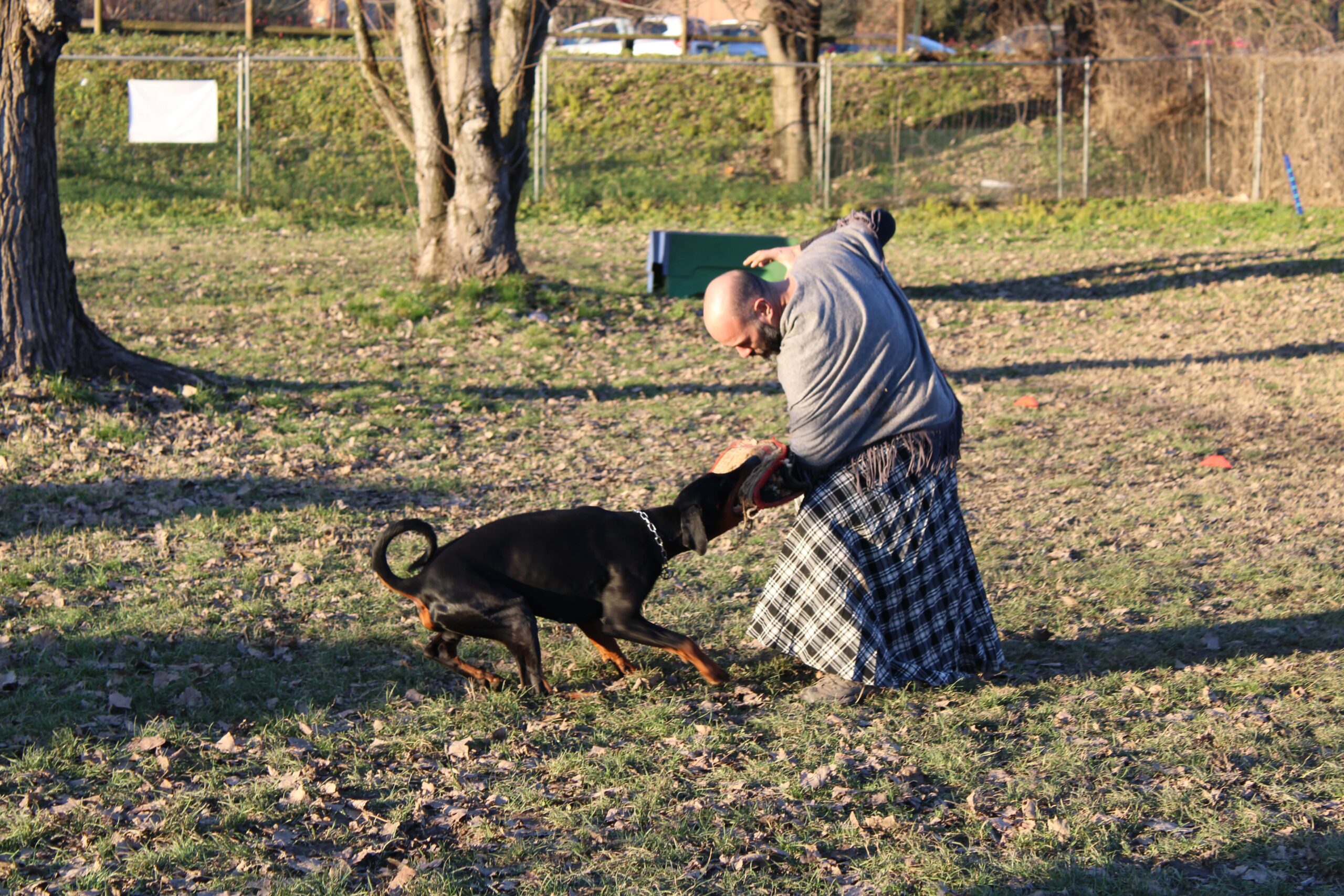 cane razza dobermann PlayDog