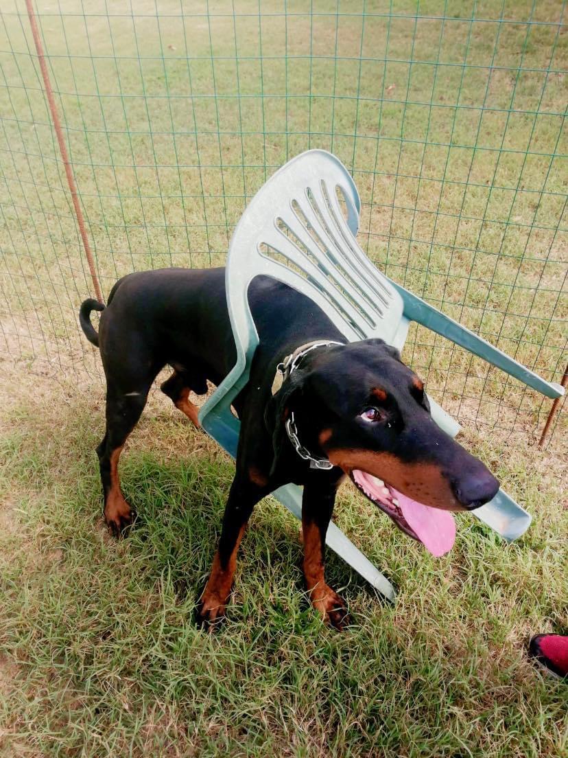 cane razza dobermann PlayDog