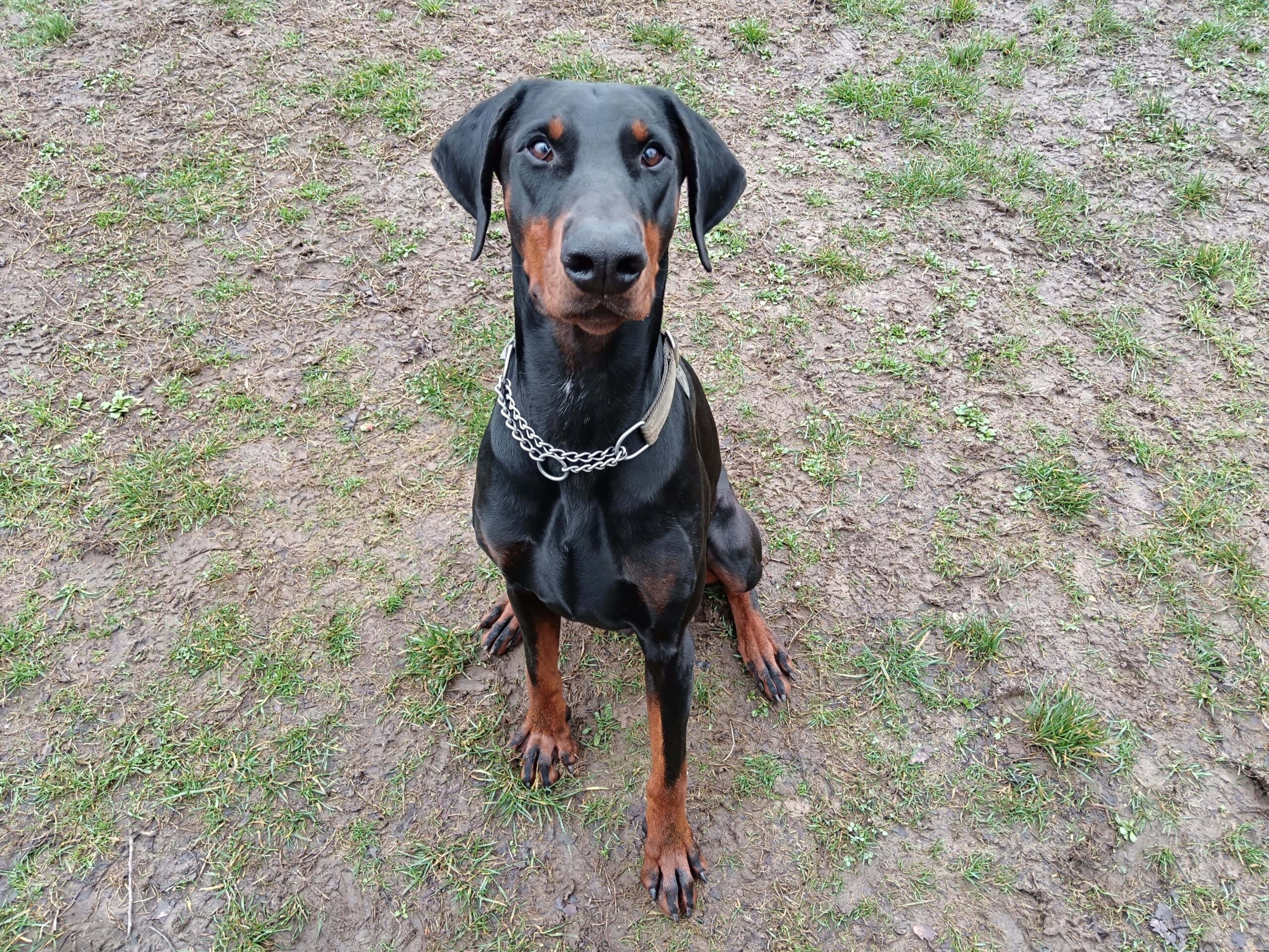 cane razza dobermann PlayDog